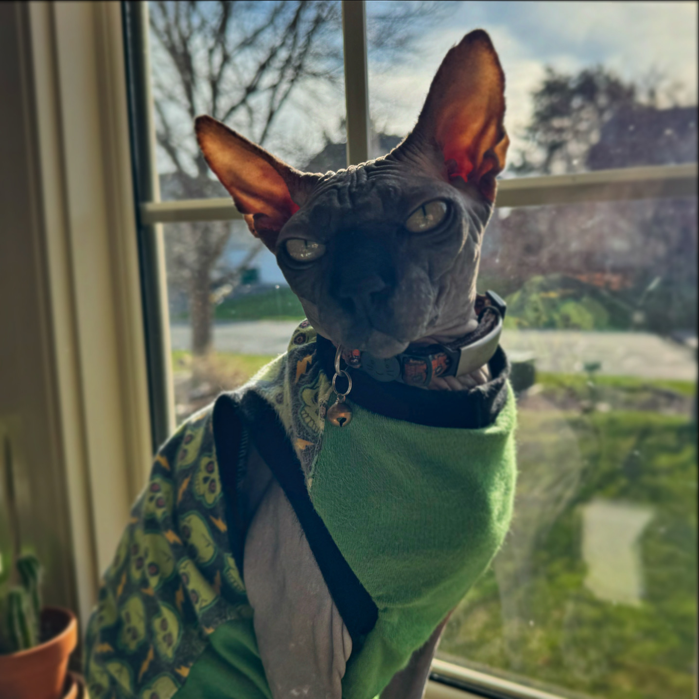 Boris Katloff, the Spooky Sphynx